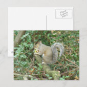 Eichhörnchen mit Acorn Postkarte (Vorne/Hinten)