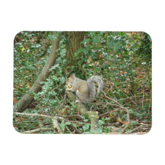 Eichhörnchen mit Acorn Premium Magnet (Horizontal)