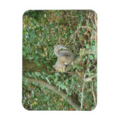 Eichhörnchen mit Acorn Premium Magnet (Vertikal)