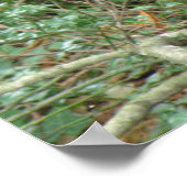 Eichhörnchen mit Acorn Print Poster (Ecke)