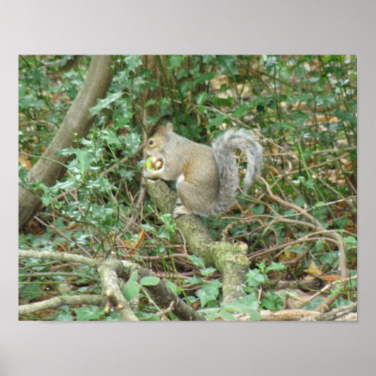 Eichhörnchen mit Acorn Print Poster (Vorne)