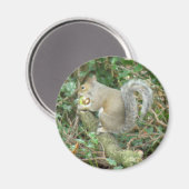 Eichhörnchen mit Acornmagnet Magnet (Vorderseite/Rückseite)