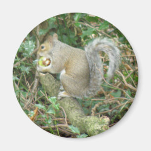 Eichhörnchen mit Acornmagnet Magnet