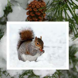 Eichhörnchen mit Berry Postcard im Schnee Postkarte