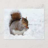 Eichhörnchen mit Berry Postcard im Schnee Postkarte (Vorderseite)
