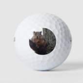 Eichhörnchen mit Blick auf Ihren Golfball (Vorderseite)