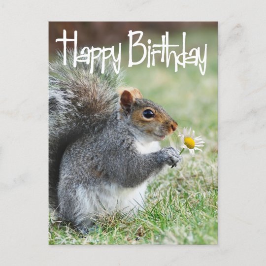 Eichhörnchen mit Daisy Happy Birthday Postcard Postkarte | Zazzle.de