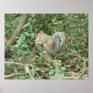 Eichhörnchen mit Eichel-Druck Poster