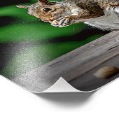Eichhörnchen mit Erdnüssen Fotodruck (Ecke)