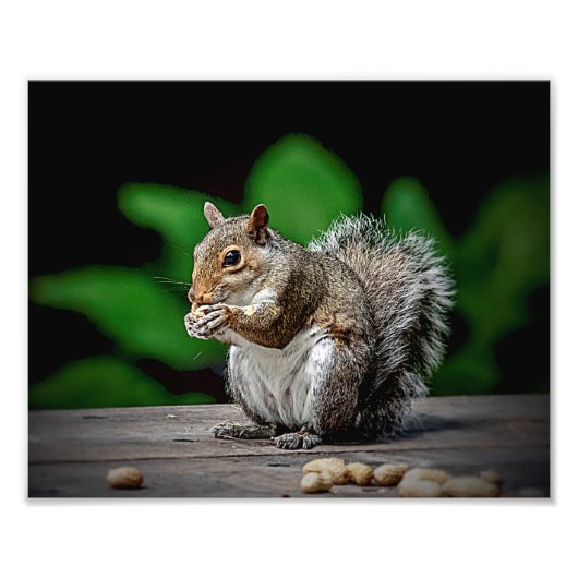 Eichhörnchen mit Erdnüssen Fotodruck (Vorne)