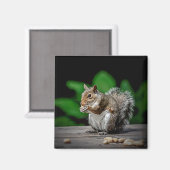 Eichhörnchen mit Erdnüssen Magnet (Vorderseite/Rückseite)