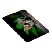 Eichhörnchen mit Erdnüssen Magnet (Rechte Seite)