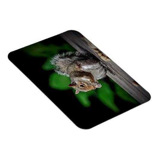 Eichhörnchen mit Erdnüssen Magnet (Rechte Seite)