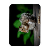 Eichhörnchen mit Erdnüssen Magnet (Vertikal)