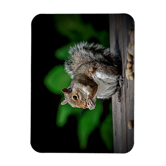Eichhörnchen mit Erdnüssen Magnet (Vertikal)