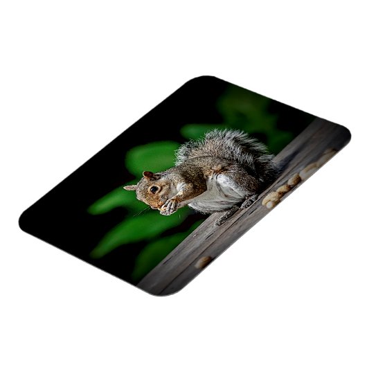 Eichhörnchen mit Erdnüssen Magnet (Linke Seite)