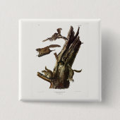 Eichhörnchen mit gemeinsamem oder südlichem Flying Button (Vorderseite)