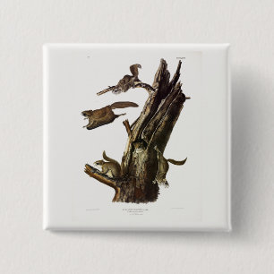 Eichhörnchen mit gemeinsamem oder südlichem Flying Button