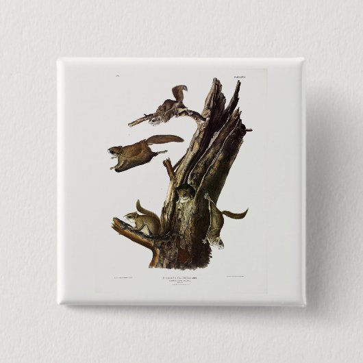 Eichhörnchen mit gemeinsamem oder südlichem Flying Button (Vorderseite)
