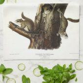 Eichhörnchen mit gemeinsamem oder südlichem Flying Geschirrtuch (Gefaltet)