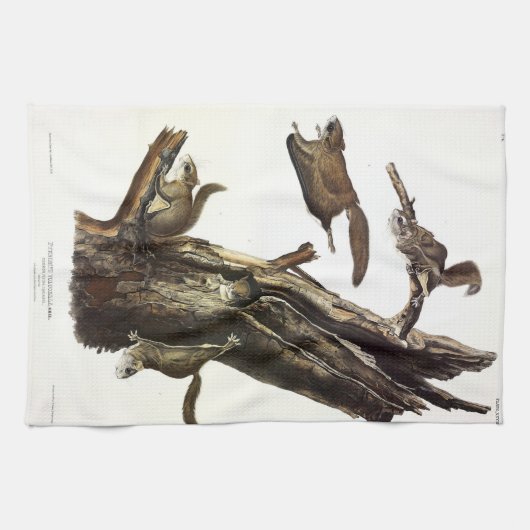 Eichhörnchen mit gemeinsamem oder südlichem Flying Geschirrtuch (Horizontal)