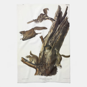 Eichhörnchen mit gemeinsamem oder südlichem Flying Geschirrtuch