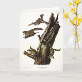 Eichhörnchen mit gemeinsamem oder südlichem Flying Karte (Gelbe Blume)