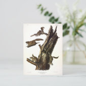 Eichhörnchen mit gemeinsamem oder südlichem Flying Postkarte (Stehend Vorderseite)