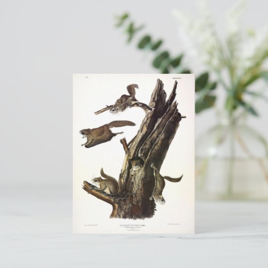 Eichhörnchen mit gemeinsamem oder südlichem Flying Postkarte (Stehend Vorderseite)