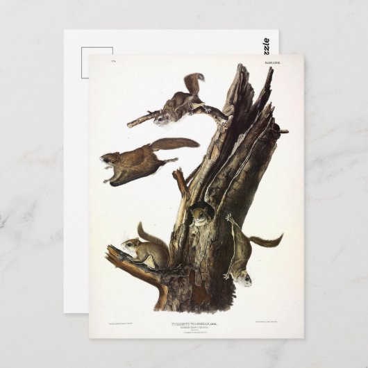 Eichhörnchen mit gemeinsamem oder südlichem Flying Postkarte (Vorne/Hinten)
