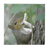 Eichhörnchen mit Mushroom Fliese (Vorderseite)