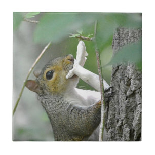 Eichhörnchen mit Mushroom Fliese