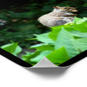 Eichhörnchen mit Nuss Poster (Ecke)