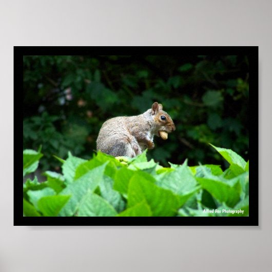 Eichhörnchen mit Nuss Poster (Vorne)