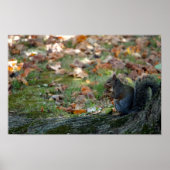 Eichhörnchen mit Nuss Poster (Vorne)