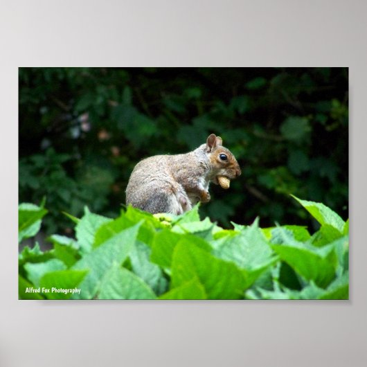 Eichhörnchen mit Nuss Poster (Vorne)