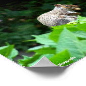 Eichhörnchen mit Nuss Poster (Ecke)