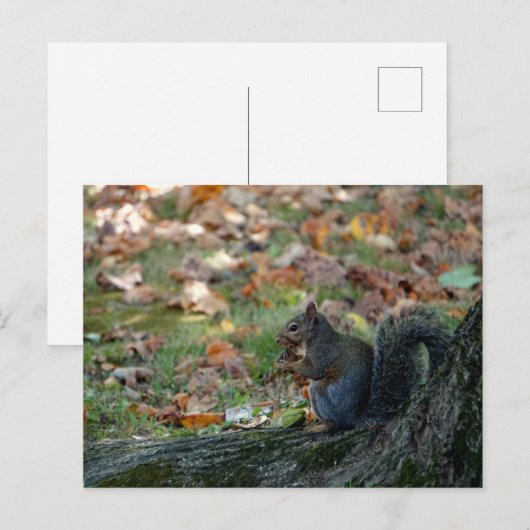 Eichhörnchen mit Nuss Postkarte (Vorne/Hinten)