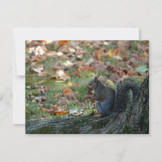Eichhörnchen mit Nuss Postkarte