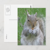Eichhörnchen mit Nuss Postkarte (Vorne/Hinten)