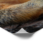 Eichhörnchen mit Nut 2 Nah Poster (Ecke)