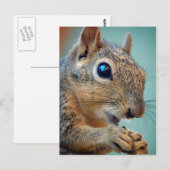 Eichhörnchen mit Nut 2 Nah Postkarte (Vorne/Hinten)