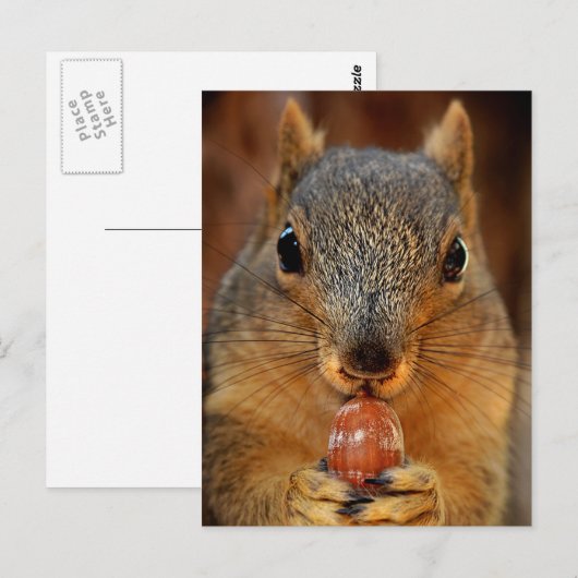 Eichhörnchen mit Nut 2 Postkarte (Vorne/Hinten)