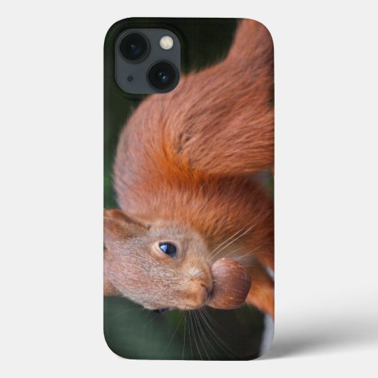 Eichhörnchen mit Nut iPad Case (Rückseite)