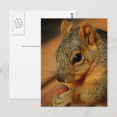 Eichhörnchen mit Nut Postkarte (Vorne/Hinten)