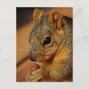 Eichhörnchen mit Nut Postkarte