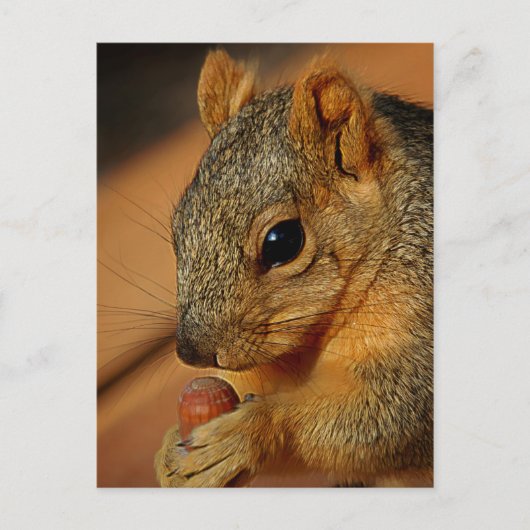 Eichhörnchen mit Nut Postkarte (Vorderseite)