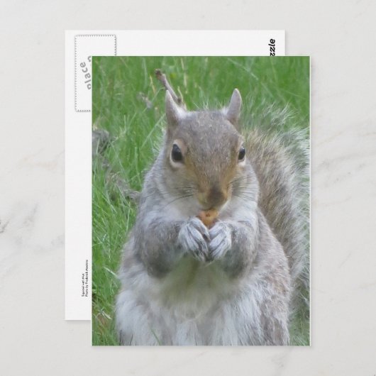 Eichhörnchen mit Nut Postkarte (Vorne/Hinten)