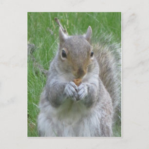 Eichhörnchen mit Nut Postkarte