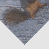 Eichhörnchen mit Pop Seidenpapier (Ausschnitt)